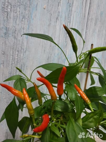 Рассада острых комнатных перчиков