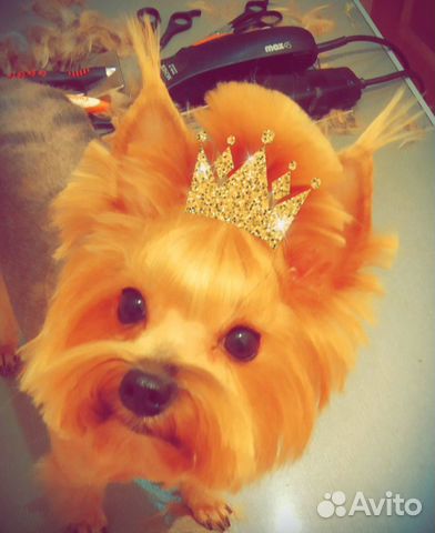 Стрижки собак