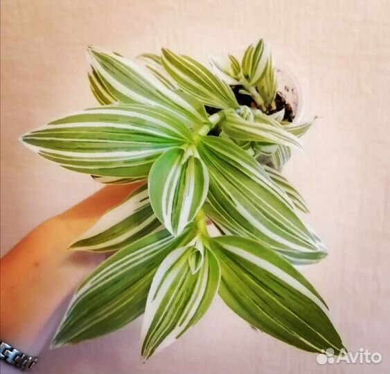 Традесканция