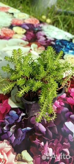 Очиток шестирядный