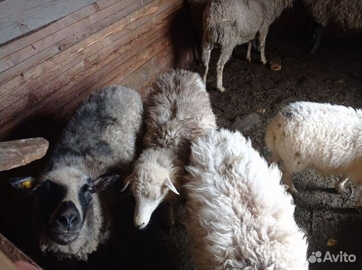 Овцы бараны