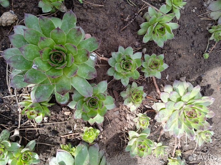 Многолетки для сада