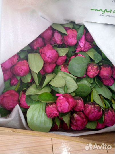 Пионы опт коробка цветы доставка Москва