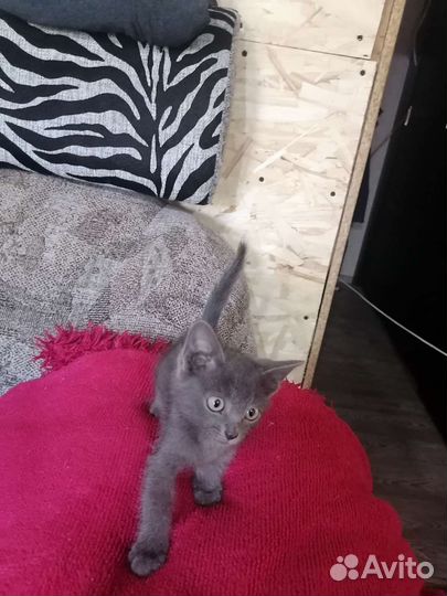 Кошки в добрые руки бесплатно