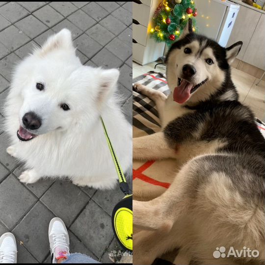 Передержка собак (в том числе крупных)