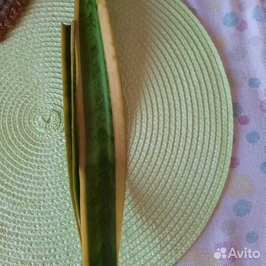 Кротон, сансевьера