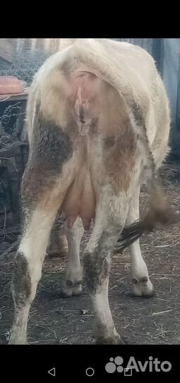 Корова тёлка бычок