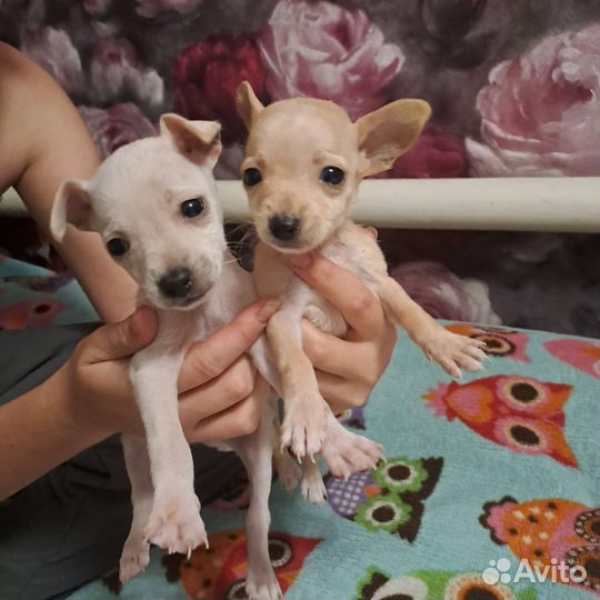 Той-терьер щенки