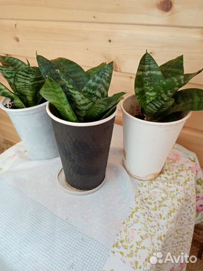 Сансевиерия Ханни очиститель воздуха