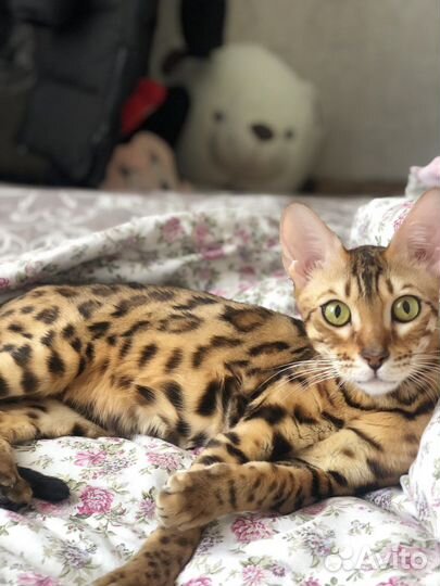 Бенгальская кошка
