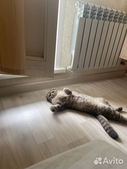 Отда кошку бесплатно породистая