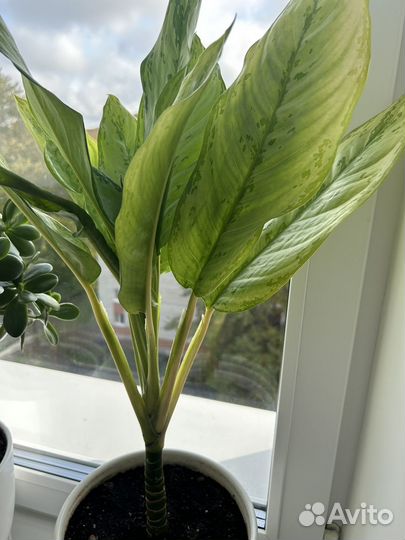 Аглаонема сильвер бей