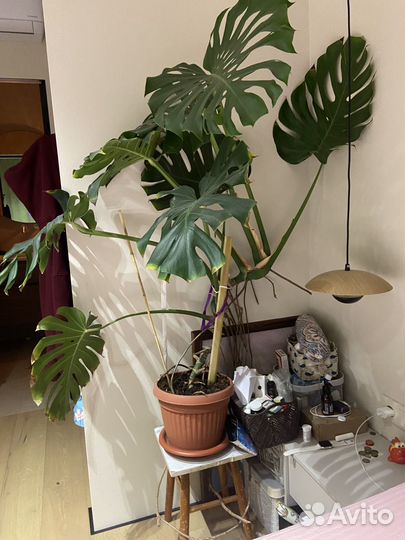 Комнатное растение монстера