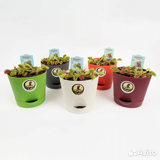 2 Венерины Мухоловки (горшок 15см)