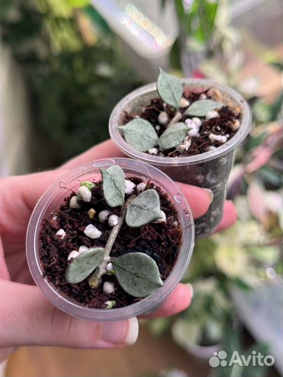 Хойя curtisii silver