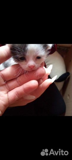 Котята в добрые руки бесплатно