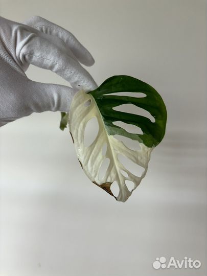 Монстера адансона вариегатная