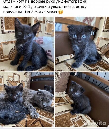 Отдам котят в добрые руки