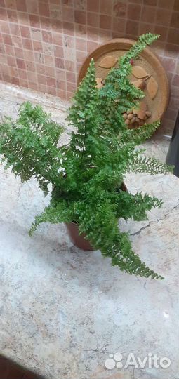 Папоротник нефролепис Кордитас