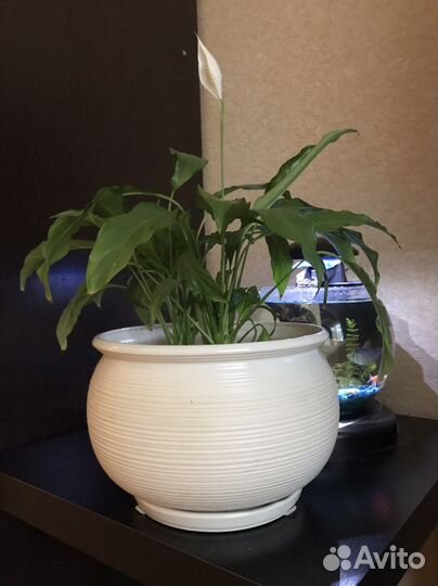 Горшок для цветов керамика