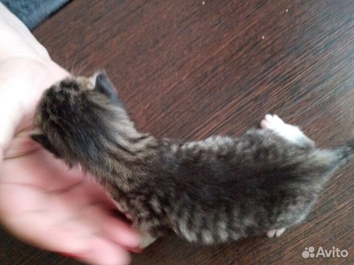 Котята
