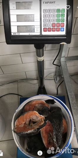 Продам головы семги