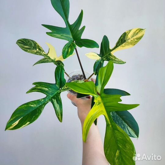 Филодендрон маска вариегатная