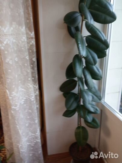 Фикус каучуконосный