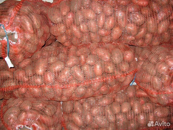 Картофель семенной сорт Розара