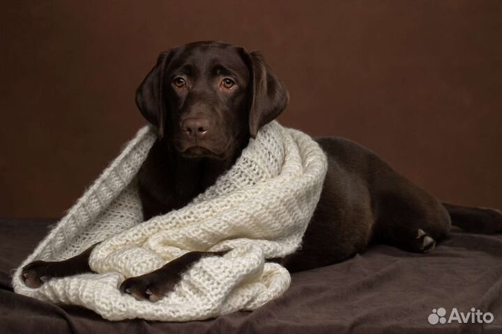 Лабрадоры щенки