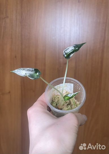 Алоказия Бамбино