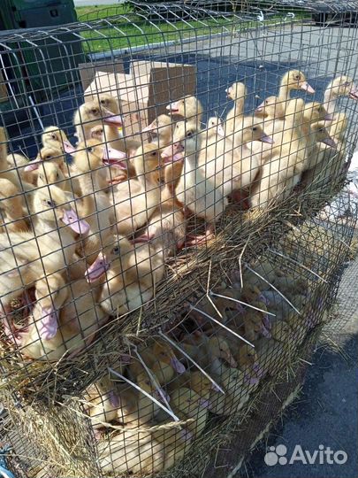 Утки подрощенные