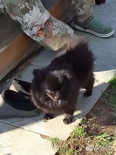 Немецкий шпиц