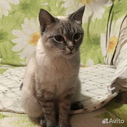 Кошка в дар бесплатно