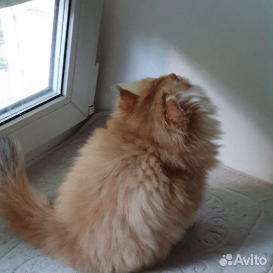 Британская кошечка LH (бронь )