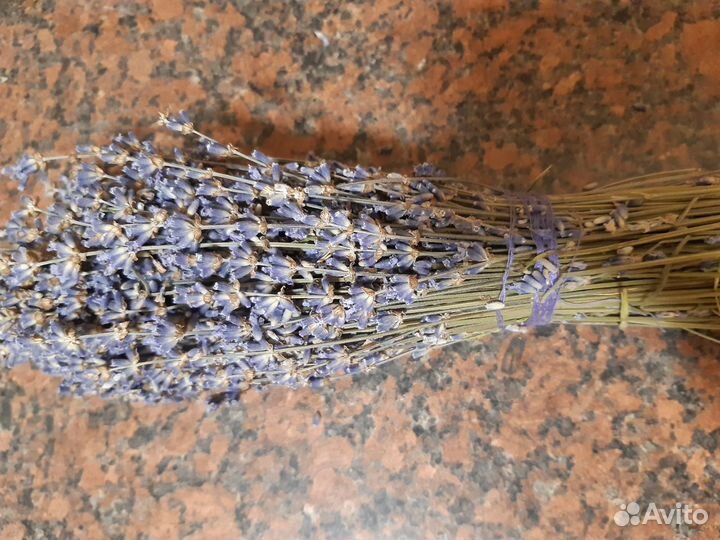 Лаванда сухоцвет