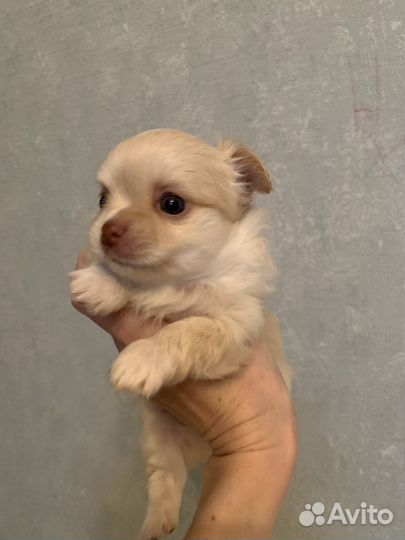 Щенки чихуахуа