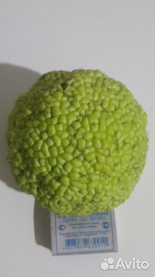 Яблоко (Адамово яблоко)