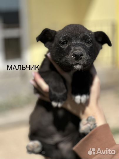 Собака в добрые руки отдам бесплатно