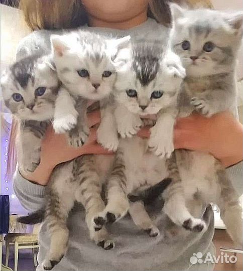 Вязка с опытным британцем Тигровый окрас табби