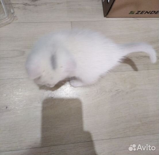 Кошка в дар бесплатно