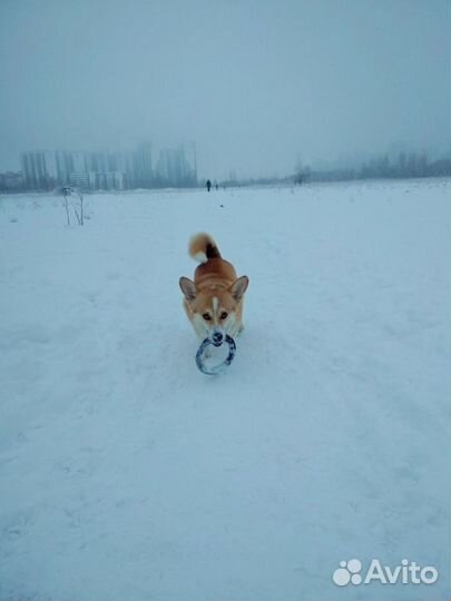 Выгул собак Мурино, зооняня