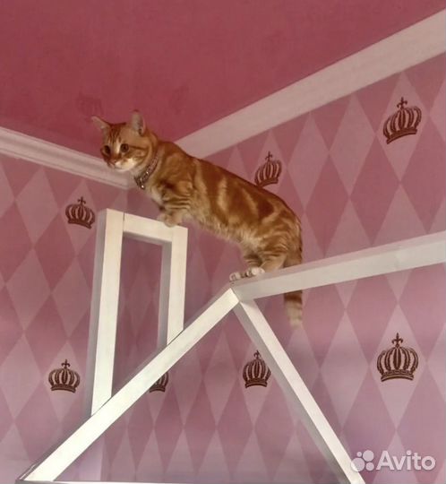 Кошки породистые