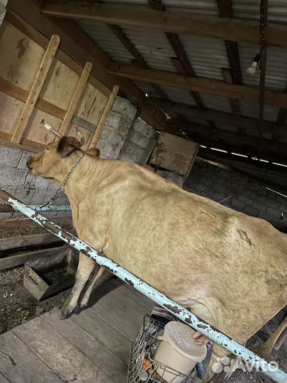 Корова дойная