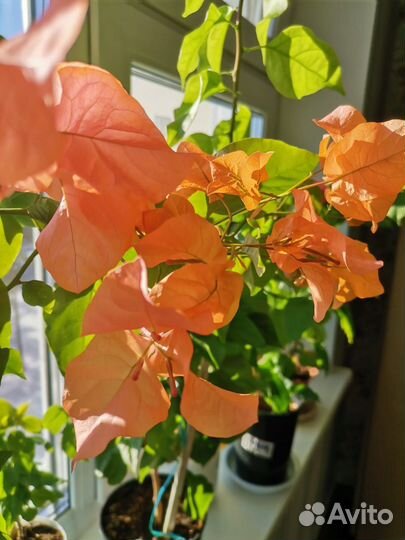 Бугенвиллия саженец