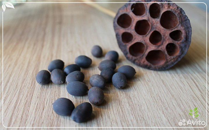 Лотос орехоносный и Комарова, семена