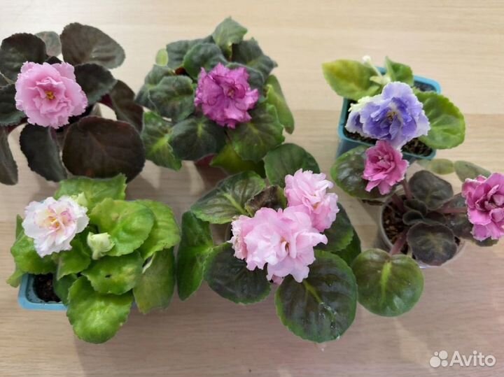 Фиалки детки сортовые