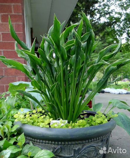 Хоста H. Praying Hands