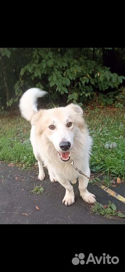 Небольшой песик Умка 9 кг