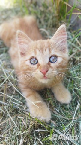 Рыжий котенок, метис купить в Симферополе  объявление продам